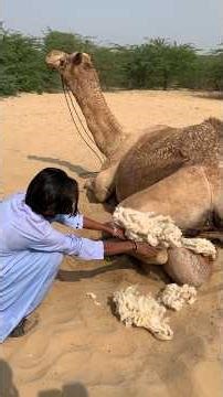 يقوم المزارع بتوفير مكان ناعم للعجل بعد الولادة عن طريق وضع الصوف