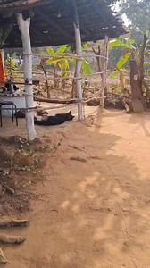 Why Turmeric Worked for Families, Not Just Patients. A family-based health system needs very different medicine than a hospital-based one. It needs remedies that are: – Safe for daily use – Non-toxic over decades – Compatible with food – Effective without creating dependency This is why turmeric mattered in Indian households. Turmeric was never used like a drug. It didn’t override the body. It supported it—digestive balance, inflammation control, immune modulation. That made it suitable for ever