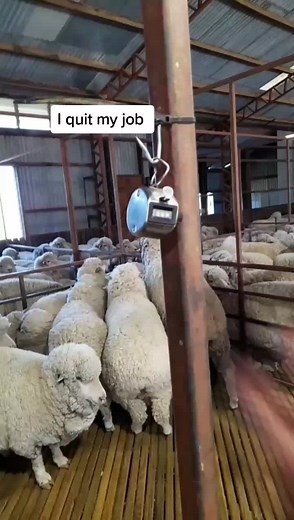 Working in the shearing sheds is a good way to make some quick and easy money, but for now I'm leaving. Click the ➕ sign if you want to learn more about the process of shearing #shearing #sheep #farming #travel