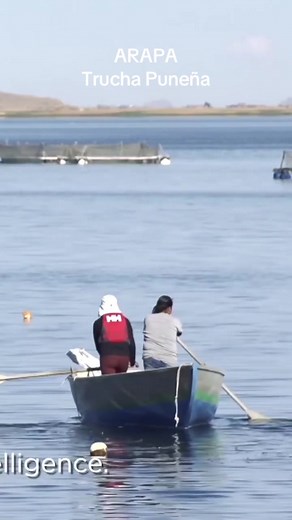 Acuicultura Puneña Arapa y sus truchas de Alta Calidad ❤️ #puno #peru🇵🇪 #campoperuano🇵🇪💯♥️ #andes #arapa #peru #pescaartesanal #pachamama #truchas #pesca #caviar #pescados #sushi #punotiktok #punotiktok #punoperu