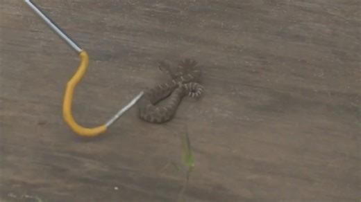 CSU's vet teaching hospital shares tips on what to do if your dog is bitten by a snake