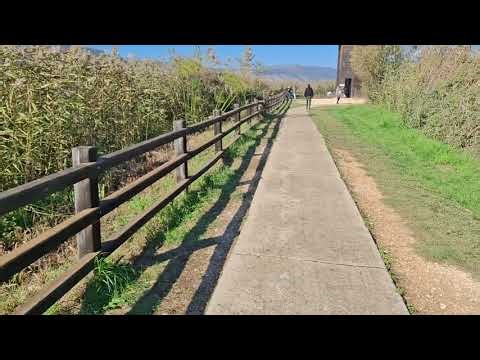 بحيرة الحوله - حرش البردي - ١٧/١٢/٢٠٢٥ - אגם החולה - גומא הפיפירוס - cyperus papyrus -