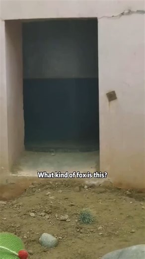 cheapclipsteak on Instagram: "Fox #fox #animals #pet #love"