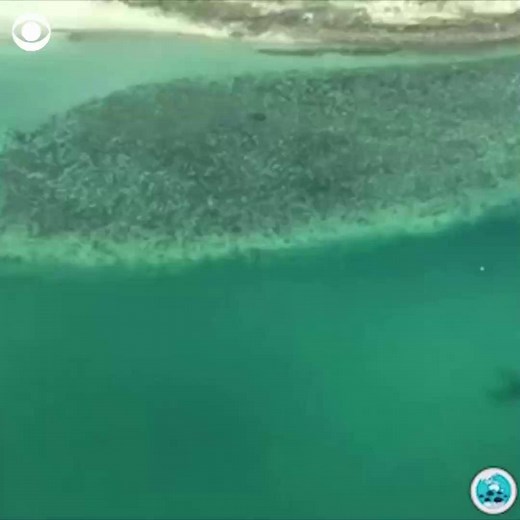 WATCH: Australia's Great Barrier Reef suffered its third coral bleaching event in five years – and some scientists believe it may never fully recover. | CBS News