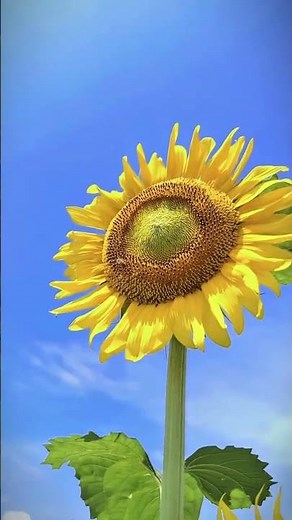 🌻 向日葵をスローで撮ってみよう！動きや風で揺れる花が、もっと素敵に撮れるよ😏#iphone撮影#スロー撮影#ひまわり写真#iphoneカメラで撮る世界#とちぎきぶん#夏の思い出#写真好きな人