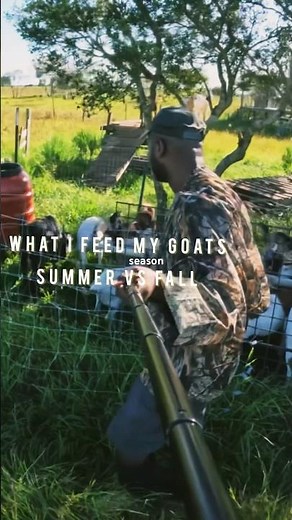 What to Feed Goats in Fall | Stop Overfeeding When Seasons Change
