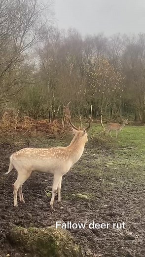 Wild Ireland (@wildireland)’s videos with original sound - Wild Ireland