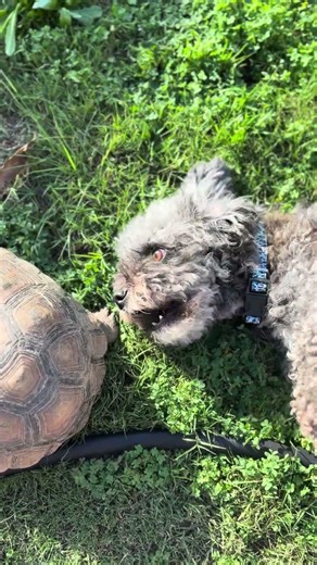 My #schnoodle is starting to learn to coexist with our tortoise. It’s taking time. #adayinmylife