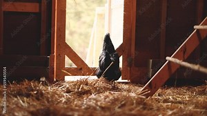 Hens inside a chicken coop on a small farm. Small scale poultry farming in Ontario, Canada.