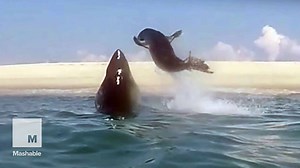 Fearless seal for the win. | Mashable