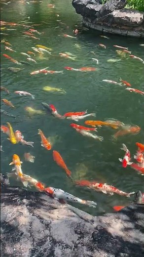 Discovering Koi: Fascinating Facts About These Colorful Fish #fish #koi #animalfacts