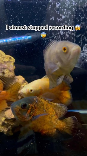 #shorts #arowana #monsterfish #aquariumlife #fishattack #trending #viralshorts #predatorfish #fish