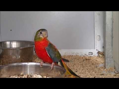 Psittacoms: Mes Perruches Turquoisines, 2016