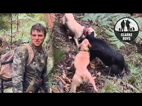 DOUBLE BOARS FOR THE DOGS! Wild hog hunt in New Zealand