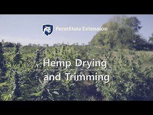 Hemp Drying and Trimming