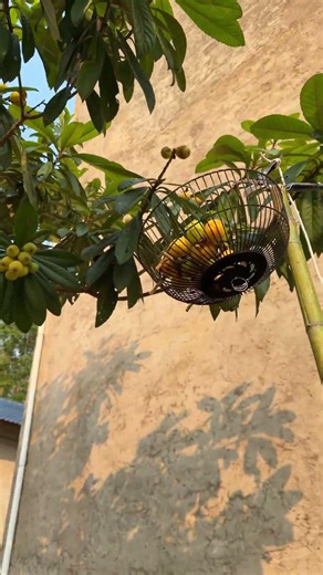 Farm Harvest Tips: Easy Fruit Picking with Bamboo Pole & Shears!