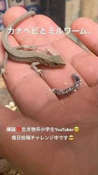 カナヘビにミルワーム🤣#カナヘビ #爬虫類 #飼育