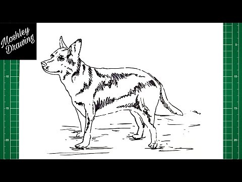 How to Draw an Australian Cattle Dog