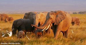 Here Are The Top Most Intelligent Animals In The World | GreaterGood