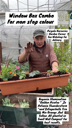 #add WEBSHOP https://pergolanurseries.ecwid.com@WINDOW BOX COMBO with Begonia Illumination “Golden Picotee “ ,2x Petunia Thunderstorm “and 2xSuperbells Trio Mio Orange ,Red Yellow .All planted in Swell Well Compost for best results. Planting time is from now .Available in WEBSHOP https://pergolanurseries.ecwid.com ALL IRELAND DELIVERY 🚚 32 Counties Pergola Nurseries Garden Corner,Virginia, Co Cavan “A gardeners oasis of quality plants “Open Tuesday to Saturday 10.3-6Open Sundays 2-6#fy #grow #g