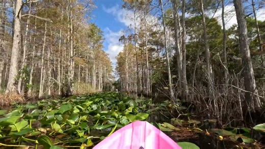2.3K views · 26 reactions | The Loxahatchee Swamp is a unique...