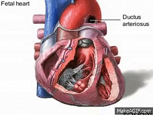 fetal heart circulation on Make a GIF