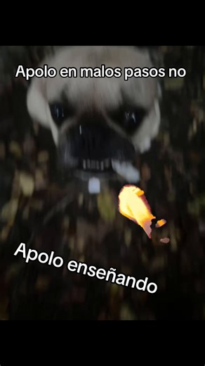 Videos de Sebas Gallego (@sebas.gallego5) con “I Thought I Saw Your Face Today - She & Him”