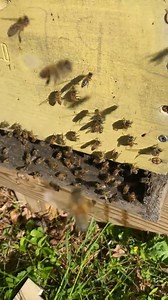 Opening a NEW Beehive #Bees #Honeybees #Beehive #Beekeeper | Jon Peters Art & Home