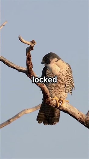 Unveiling the Bat Falcon Nature's Stealthy Predator! #wildanimals #animallife #shorts