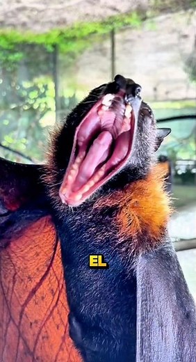 The world's largest bat
