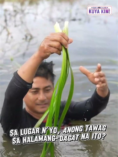 Sa inyong lugar, ano ang tawag sa halamang ito? | Dami Mong Alam, Kuya Kim!