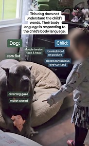 Its important we understand ‘subtle’ signs of stress, not just warning signals or aggression. Dogs are not Disney characters, they do not have an innate drive to protect or be careful with children. | Dog Sense Training and Behaviour