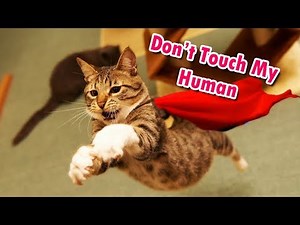 10 Hero Cats Who Saved The Humans They Love.