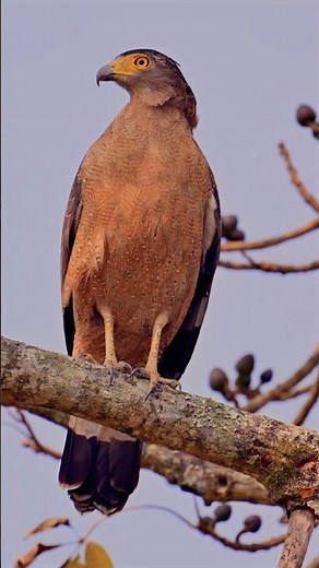 Crested Serpent Eagle - The King of Serpents (4K HDR)