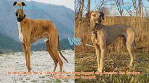 Banjara Hound vs. Sloughi: A Guide to Long-Legged Dog Breeds