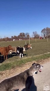 114K views · 10K reactions | Edgewood is HOME! Welcome to sanctuary life, sweet boy!  | Iowa Farm Sanctuary | Facebook