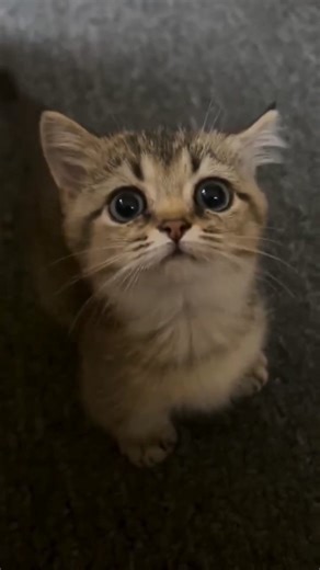 79 reactions | POV: You’re ignoring the cutest alarm clock in the world. Turn sound ON  #cat #catlovers #catlife #meow #cats_of_world #meowmeow #KittenLove #kitty #kittenmeow | Cuddle Cat Vibes | Facebook