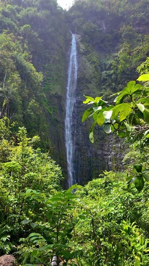 Waimoku Falls towers 400' above the Pipiwai Trail in Maui