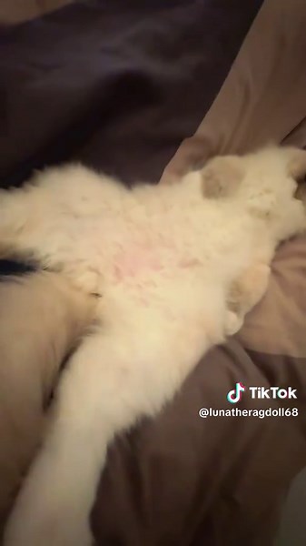 Stella the Comfortable Ragdoll Kitten