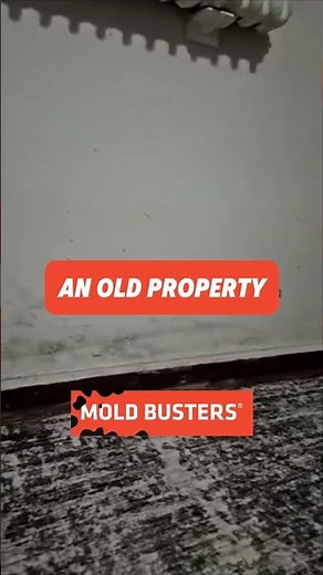Basement Mold? Get a FREE Virtual Inspection