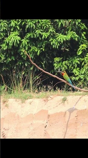 Blue-Tailed Bee-Eaters Perched in Purbasthali | Birdwatching in 4k #shorts