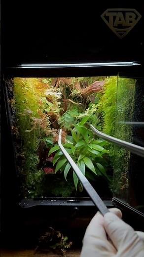 A look inside my @Exo Terra Nano Terrarium #terrarium #nanoterrarium #exoterra #terrariumcare
