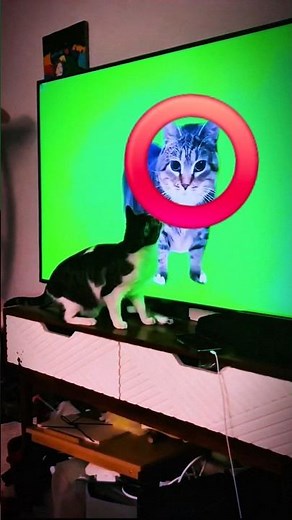 We Showed Our Cat the Viral OIIA Spinning Cat... 😂