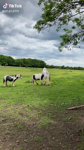 Stallion Serving Mare: A Day at the Yard