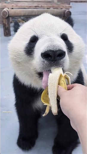 Why Pandas are so Adorable? #panda #animals #pandalife