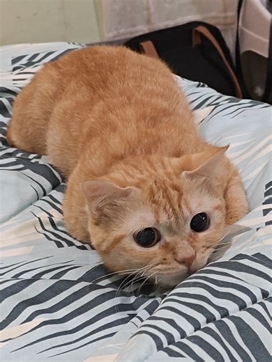 Share the Latest Picture of Your Cat