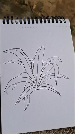 How to Draw a Plant from Observation || Easy Black Pen Line Drawing Tutorial