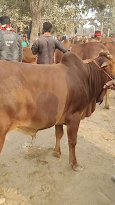 Border crossing cow | At abir village vloger 1