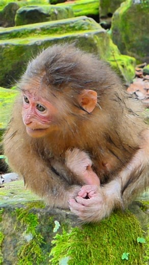 Baby monkey walks slowly, searching for something to eat | Little BB Monkey