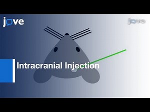 Intracranial Injection Of Adeno-Associated Viral Vectors l Protocol Preview
